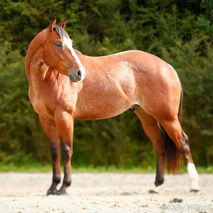 Vicki Wilson's Kentucky American Quarter Horse